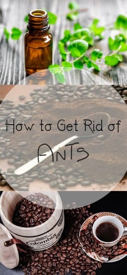 HOW TO GET RID OF A BUNCH OF ANTS