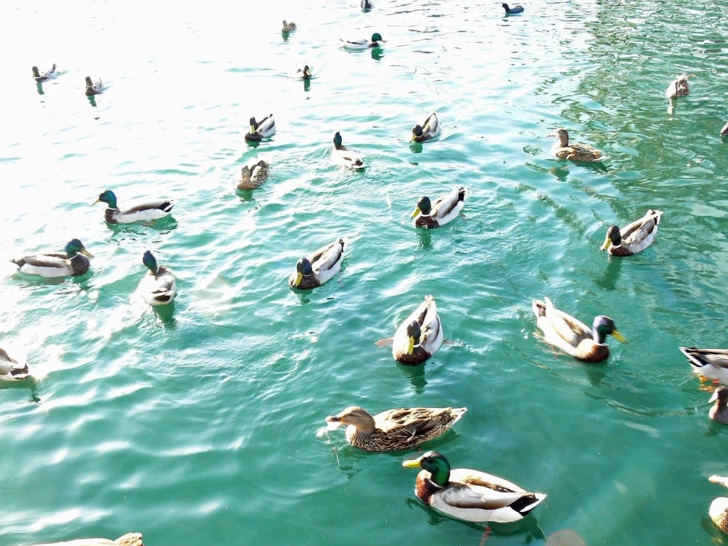 Ducks