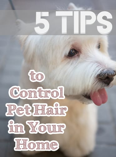 Control Pet Hair, Pet Hair, Pet Hair Removal, Pet Hair Hacks, Pet Hair Removal Furniture, Home Hacks, Life Hacks