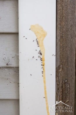 How to Get Rid of Ants | How To Build It