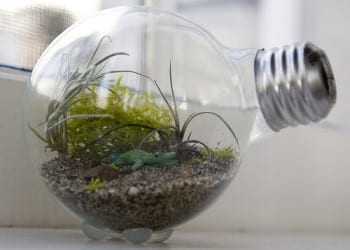 These adorable DIY terrariums are so cute and you will love the way they look in your home. This light bulb terrarium is my favorite! 