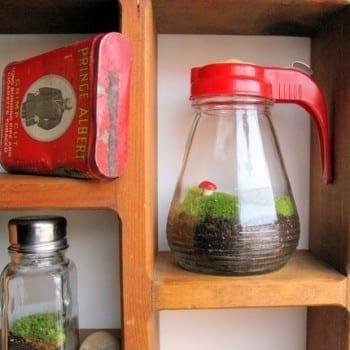 These adorable DIY terrariums are so cute and you will love the way they look in your home. This syrup dispenser terrarium is my favorite! 