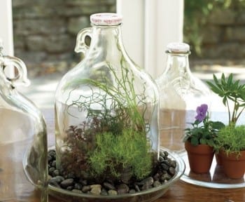 These adorable DIY terrariums are so cute and you will love the way they look in your home. This apple cider jug terrarium is my favorite! 