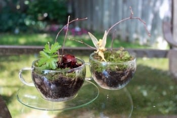 These adorable DIY terrariums are so cute and you will love the way they look in your home. These tea cup terrariums are my favorite! 