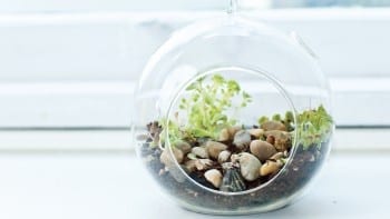 Miniature rock garden terrarium