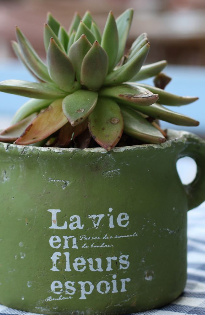 succulent vases-easy crafts that pay big