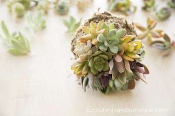 10 Succulent Themed Craft Projects, Succulent Craft Projects, Succulents, Decorating with Succulents, How to Decorate With Succulents, Succulent Care, Succulent Care Hacks, Succulent Care Tips, Growing Succulents Indoors