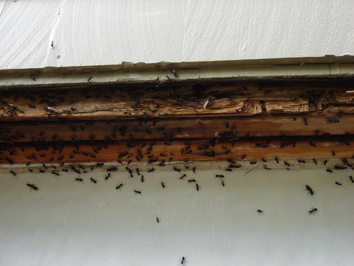 How to Get Rid of Carpenter Ants How To Build It