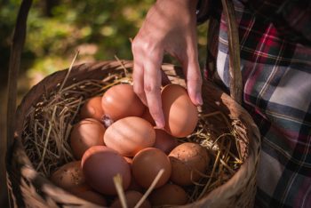 Build a Chicken Coop | How to Build a Chicken Coop | DIY Chicken Coop | DIY Chicken Coop Tuturial | Chicken Coop 