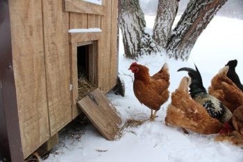 Build a Chicken Coop | How to Build a Chicken Coop | DIY Chicken Coop | DIY Chicken Coop Tuturial | Chicken Coop 