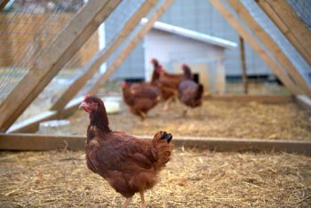 Build a Chicken Coop | How to Build a Chicken Coop | DIY Chicken Coop | DIY Chicken Coop Tuturial | Chicken Coop 