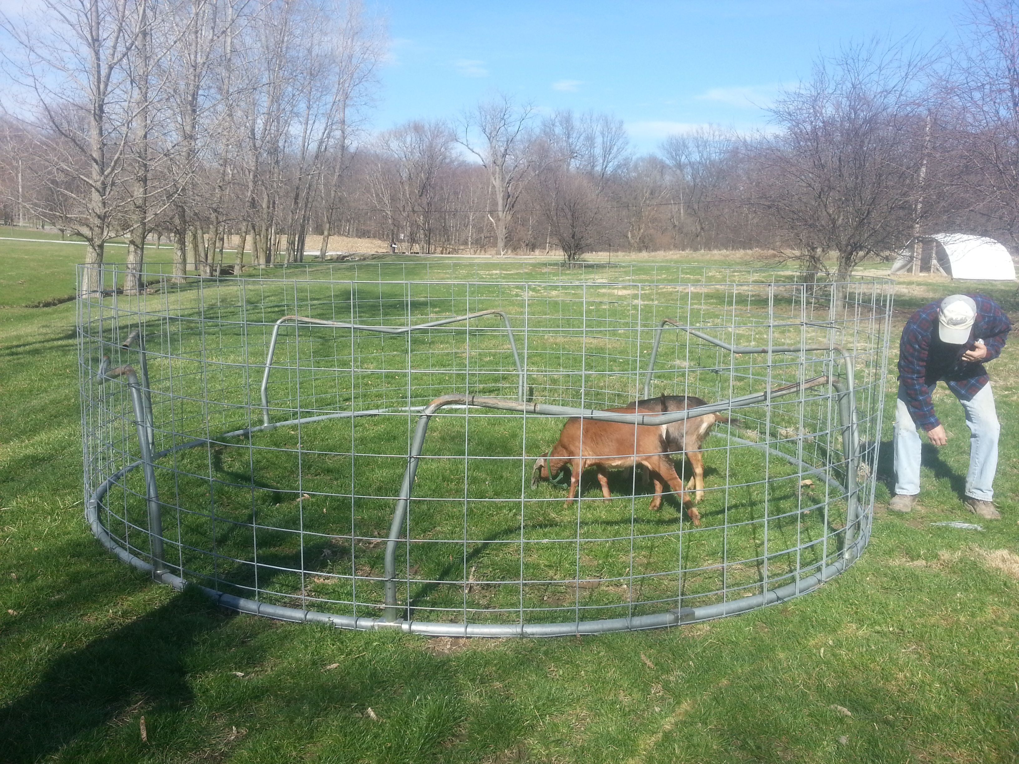 Don't Let Someone Get Your Goat: Goat Pen Ideas | How To Build It