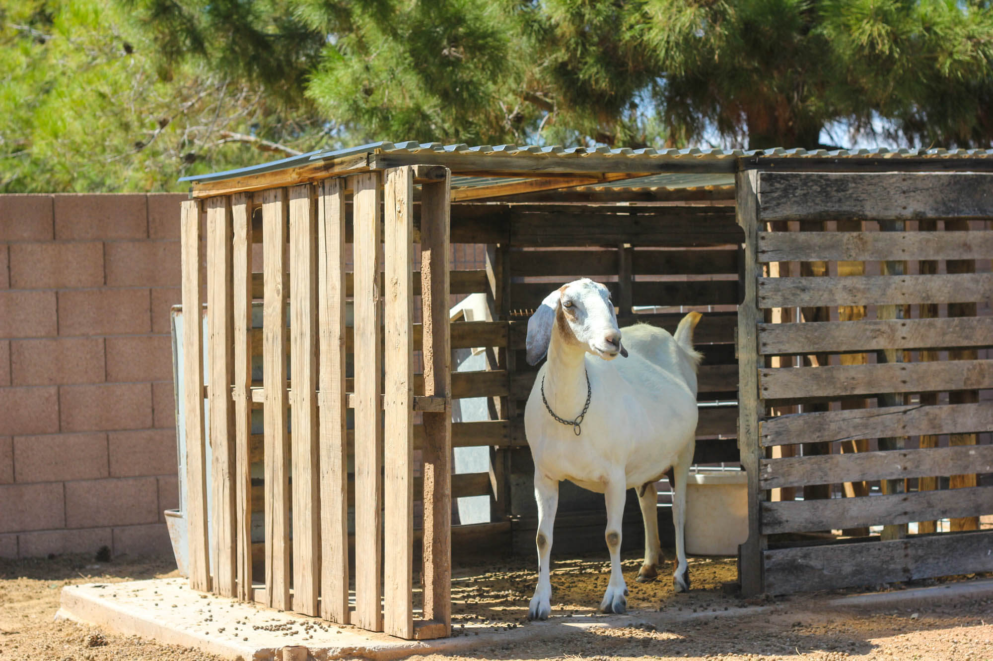 Don t Let Someone Get Your Goat Goat Pen Ideas How To Build It