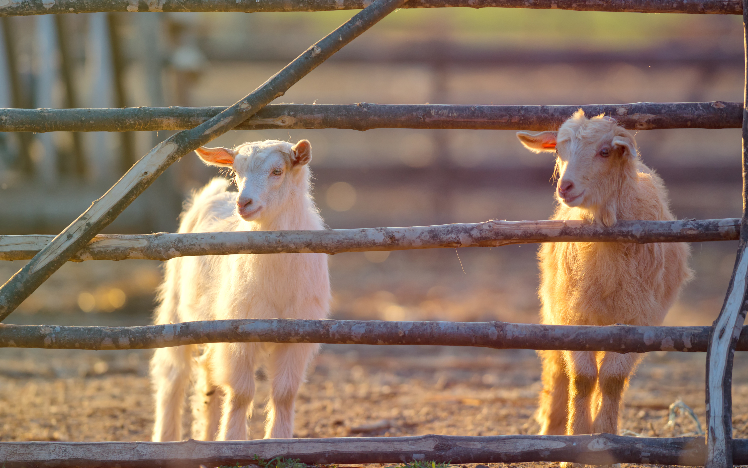 goat pen | diy goat pen | goat pen ideas | diy | tutorial | goat pen tutorial | how to | goats | pens | diy pen 