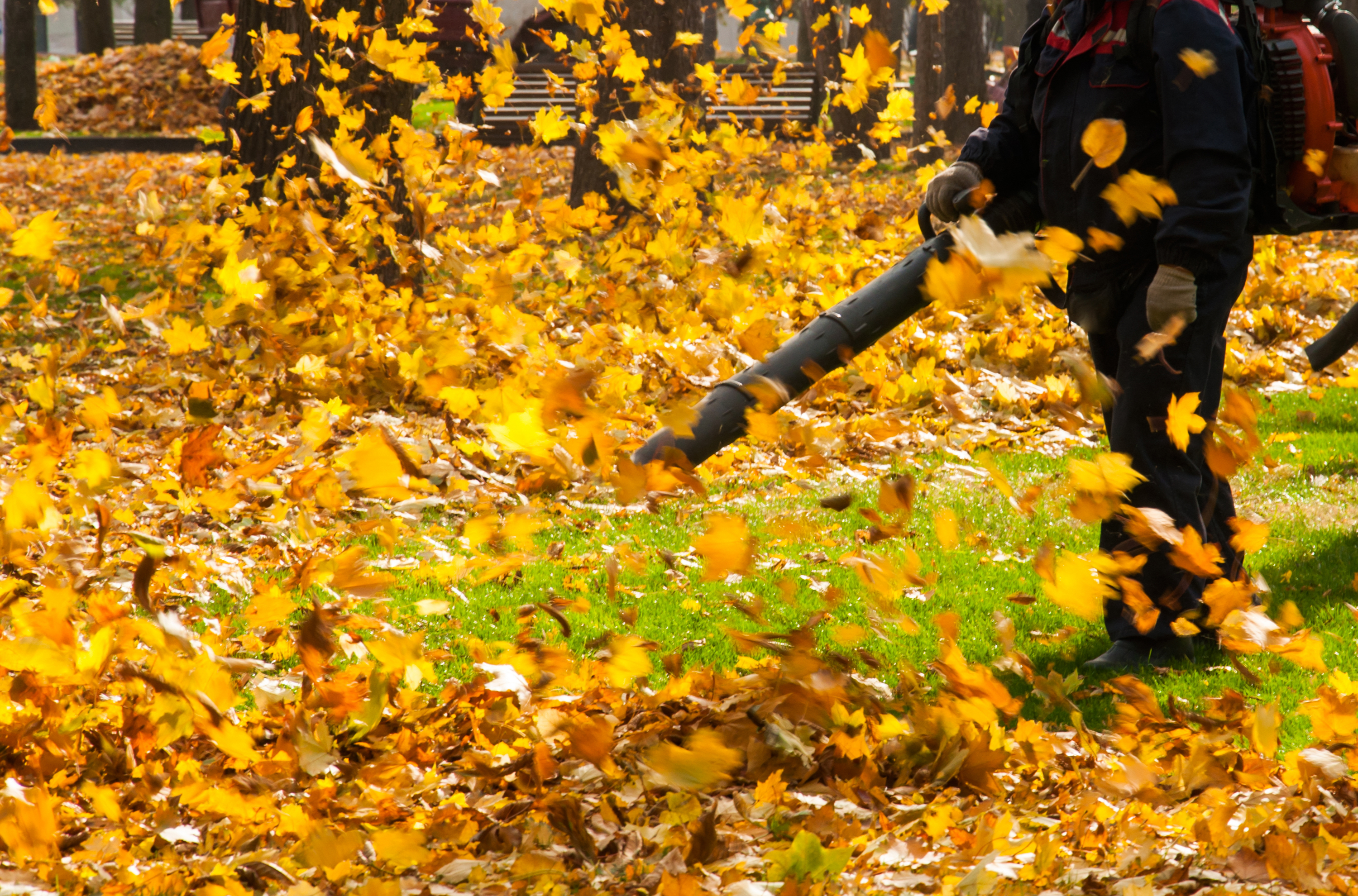 leaf | leaf clean up | fall clean up | home maintenance | fall home maintenance | leaves 