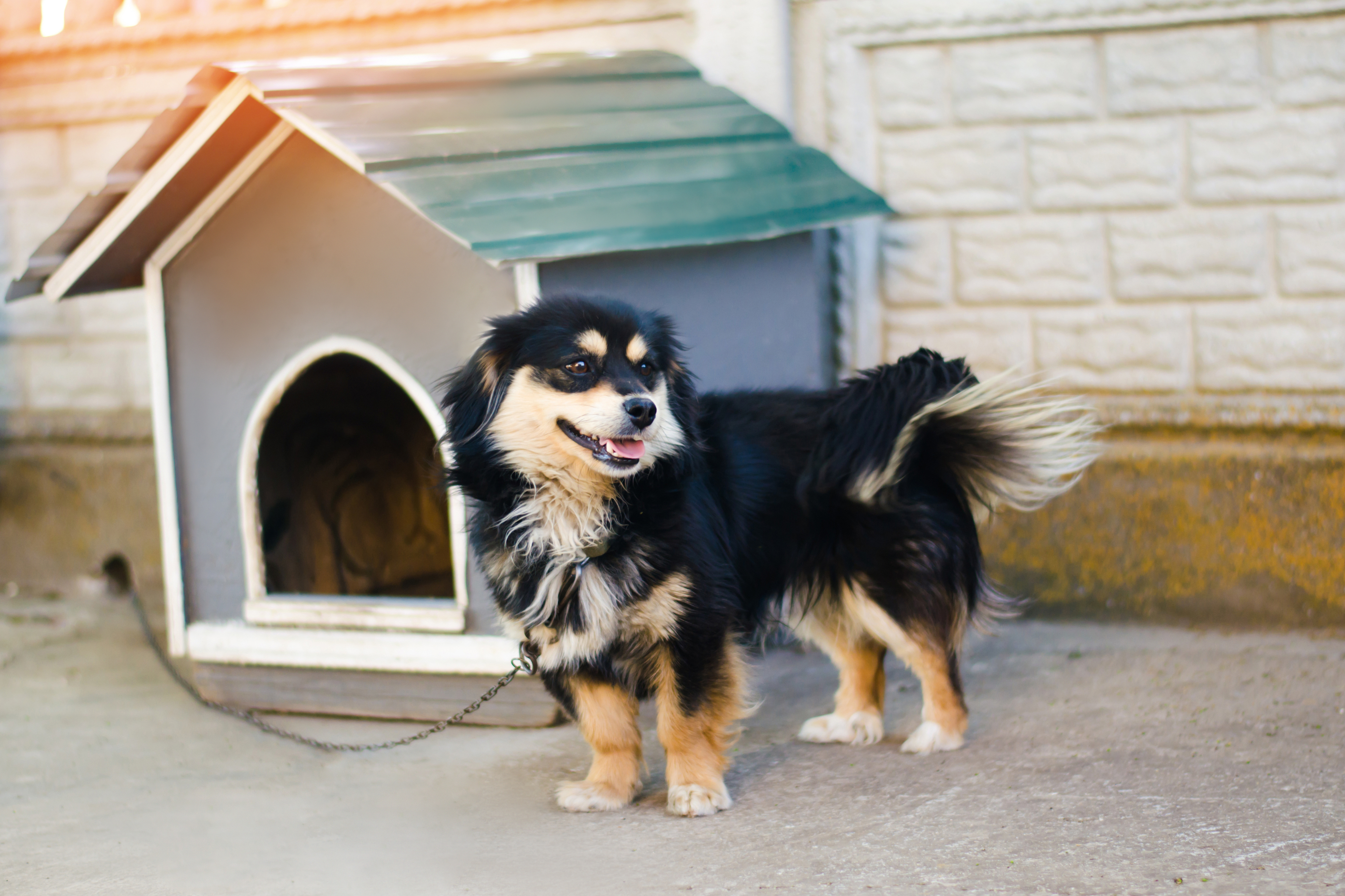DIY dog house | DIY | dog house | DIY project | easy DIY dog house | dog house tutorial | how to 