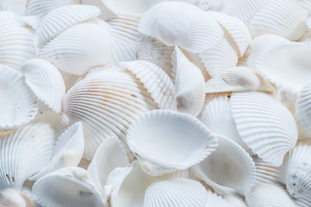 White Capiz Shells
